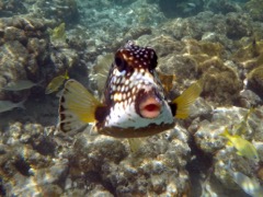 Smooth Trunkfish (6