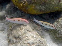 Spotted Goatfish (8