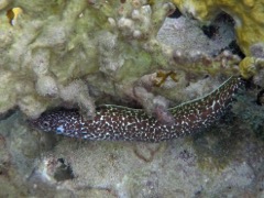 Spotted Moray Eel