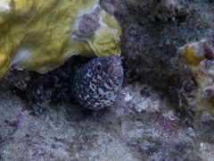 Spotted Moray Eel