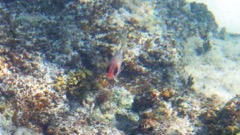 Squirrelfish