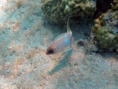 Squirrelfish