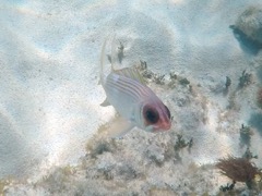 Squirrelfish (6