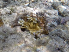 Staghorn Coral resurgence