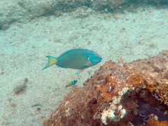 Stoplight Parrotfish (18