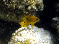 Three Spot Damselfish Juvenile