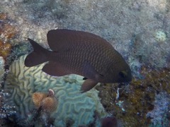 Threespot Damselfish (4