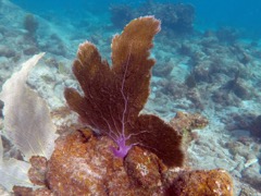 Venus Sea Fan