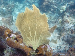 Venus Sea Fan