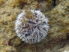 West Indian Sea Egg