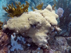 White Encrusted Zoanthid