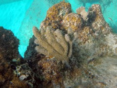 Yellow Pencil Coral