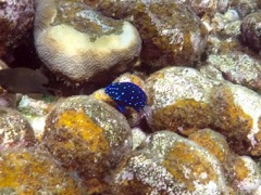 Yellowtail Damselfish Juvenile (1