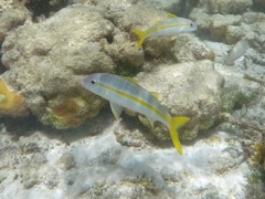 Yellowtail Snapper (10