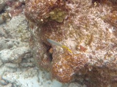 Yellowtail Snapper Juvenile (4