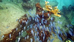 Blue Tang School