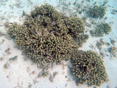 Branching Finger Coral