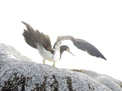 Brown Booby