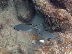 Brown Chromis (2