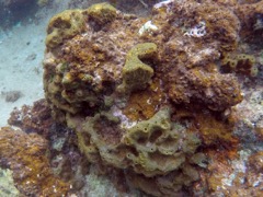 Brown Encrusting Octopus Sponge