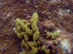 Brown Encrusting Octopus Sponge