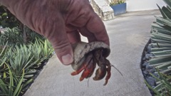 Caribbean hermit crab