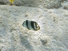 Banded Angelfish