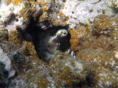 Caribbean Reef Octopus