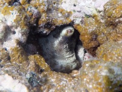 Caribbean Reef Octopus