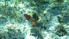 Caribbean Reef Squid