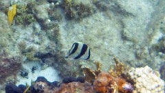 Banded Angelfish (6