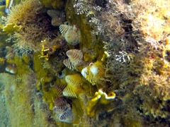 Christmass tree worm (1/2