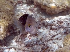 Cocoa Damselfish (4