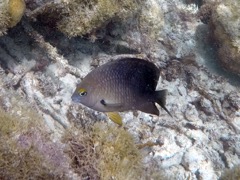 Cocoa Damselfish (4