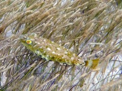 Bantail Pufferfish (6