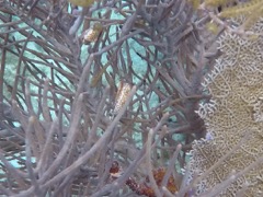 Flamingo tongue snail