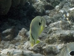 Four-Eye Butterflyfish (4