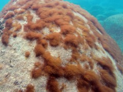 Fuzz Ball Red Algae