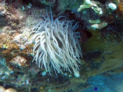 Giant Anemone