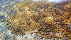 Golf Ball Coral