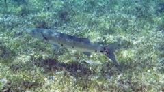 Great Barracuda (24