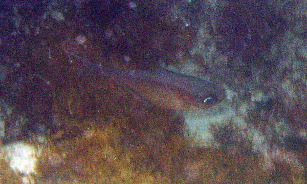 Glassy Sweeper