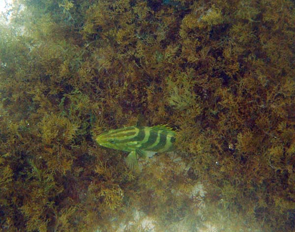 Grouper hiding f2