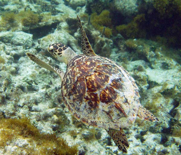 Hawksbill Turtle f3