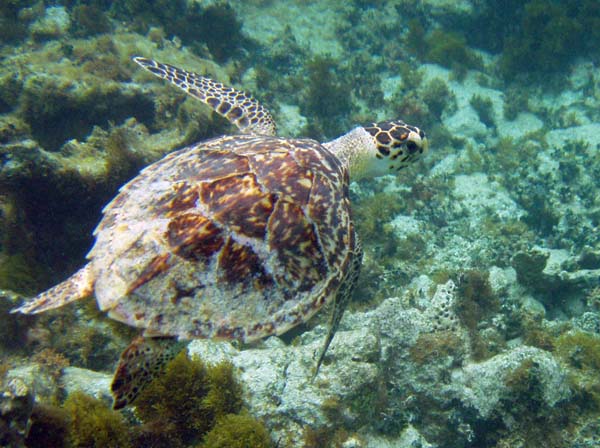 Hawksbill Turtle f4
