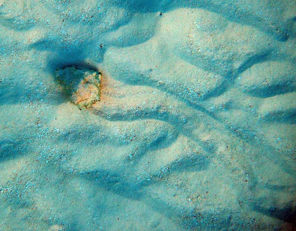 Hermit Crab walking
