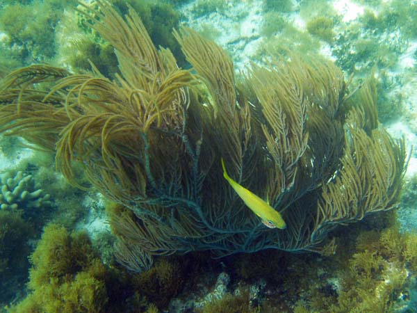Lane Snapper with Isopod