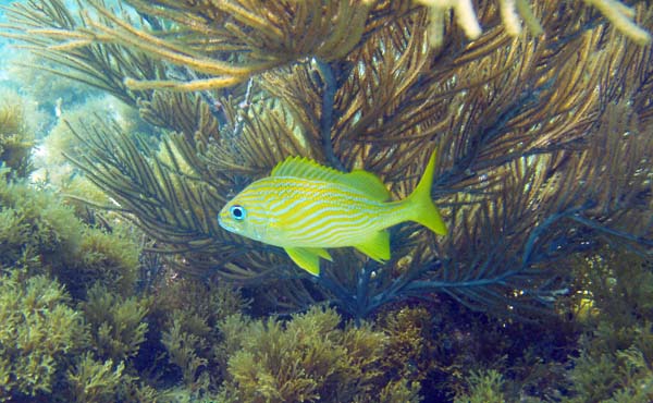 Lane Snapper