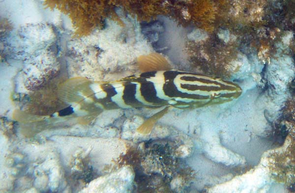 Nasau Grouper b