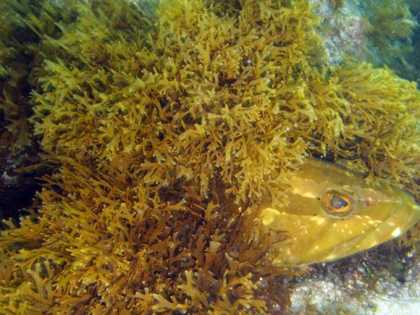 Nasau Grouper c